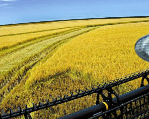 "Horas "sucio" de glifosato y "miedo a las represalias": historias de vida en las arroceras y el impacto de agroquímicos que estudió la Udelar"