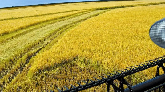 "Horas "sucio" de glifosato y "miedo a las represalias": historias de vida en las arroceras y el impacto de agroquímicos que estudió la Udelar"