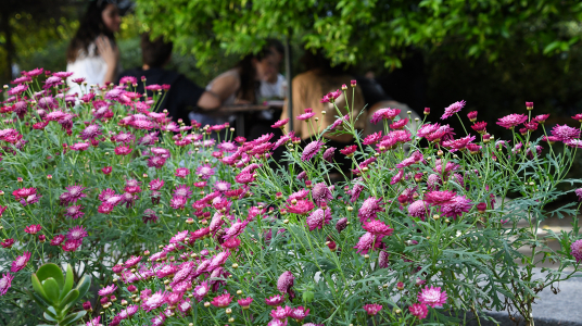 El patrimonio verde de Psicología: un patio en movimiento