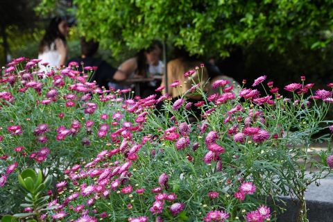 El patrimonio verde de Psicología: un patio en movimiento